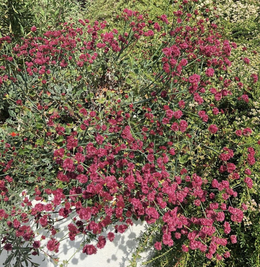 Eriogonum grande var. rubescens, Red Flowered Buckwheat flowering