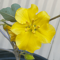 Fremontodendron 'California Glory' Yellow Flower