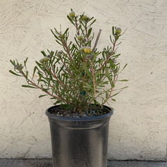 Leucospermum Lauren Hicks