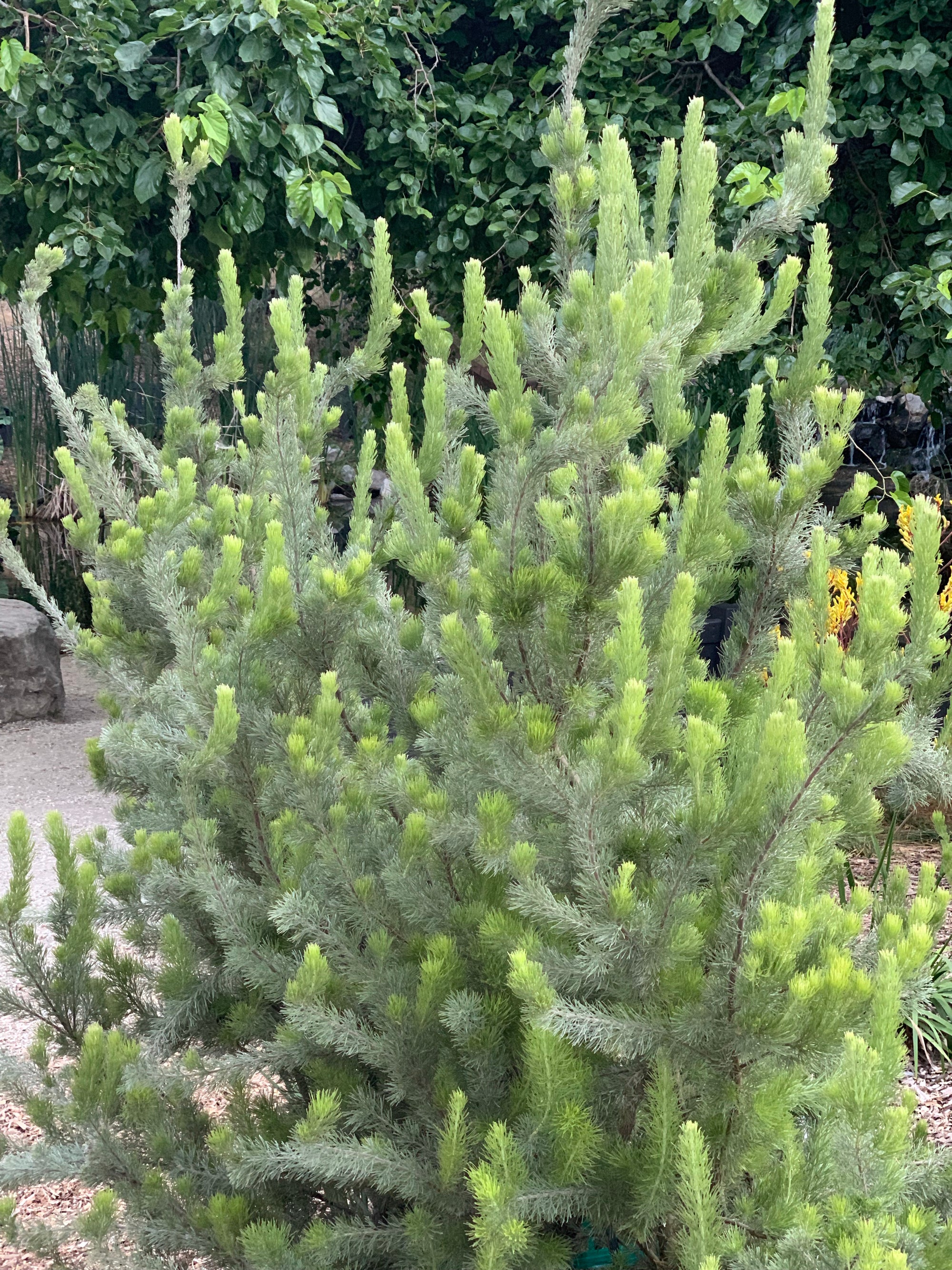 plant material shot