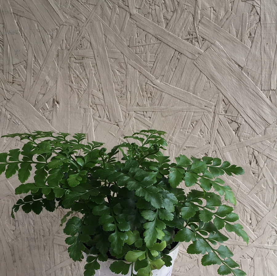 bird's nest fern austral gem Austral Gem Fern – Plant Material
