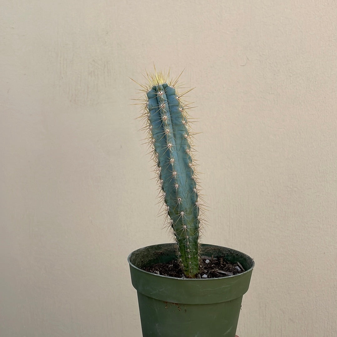 Pilosocereus azureus, Blue Torch Cactus