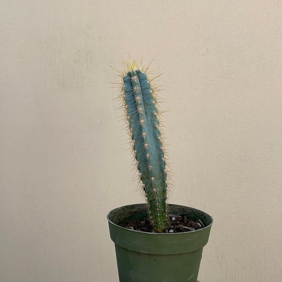 Pilosocereus azureus, Blue Torch Cactus