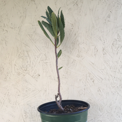 Eriodictyon crassifolium, Thick Leaf Yerba Santa
