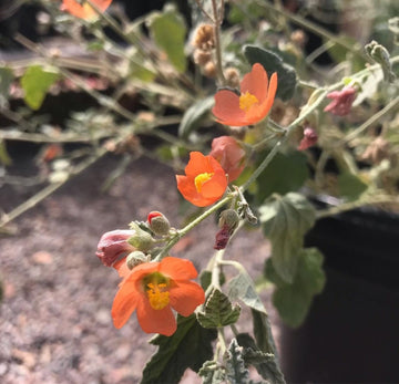 Sphaeralcea ambigua, desert globemallow Orange Flowers
