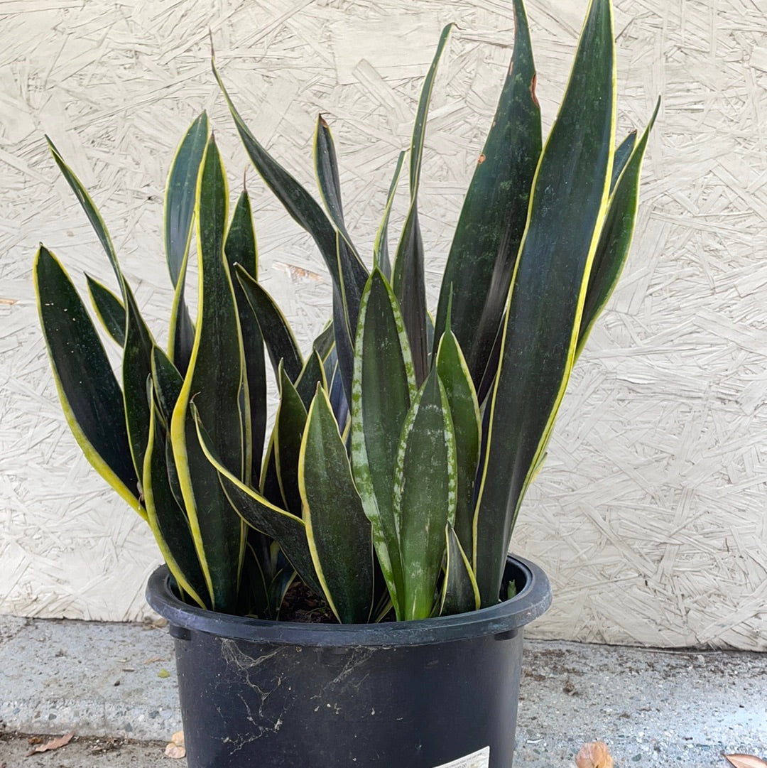 Sansevieria trifasciata Black Gold Leaf (snake plant)