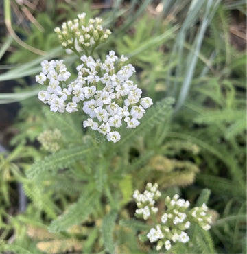 Achillea m. 'Sonoma Coast' (yarrow) white flower