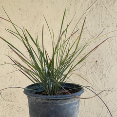 Festuca californica 'Serpentine Blue'