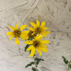 Bahiopsis laciniata (Viguiera), San Diego Sunflower