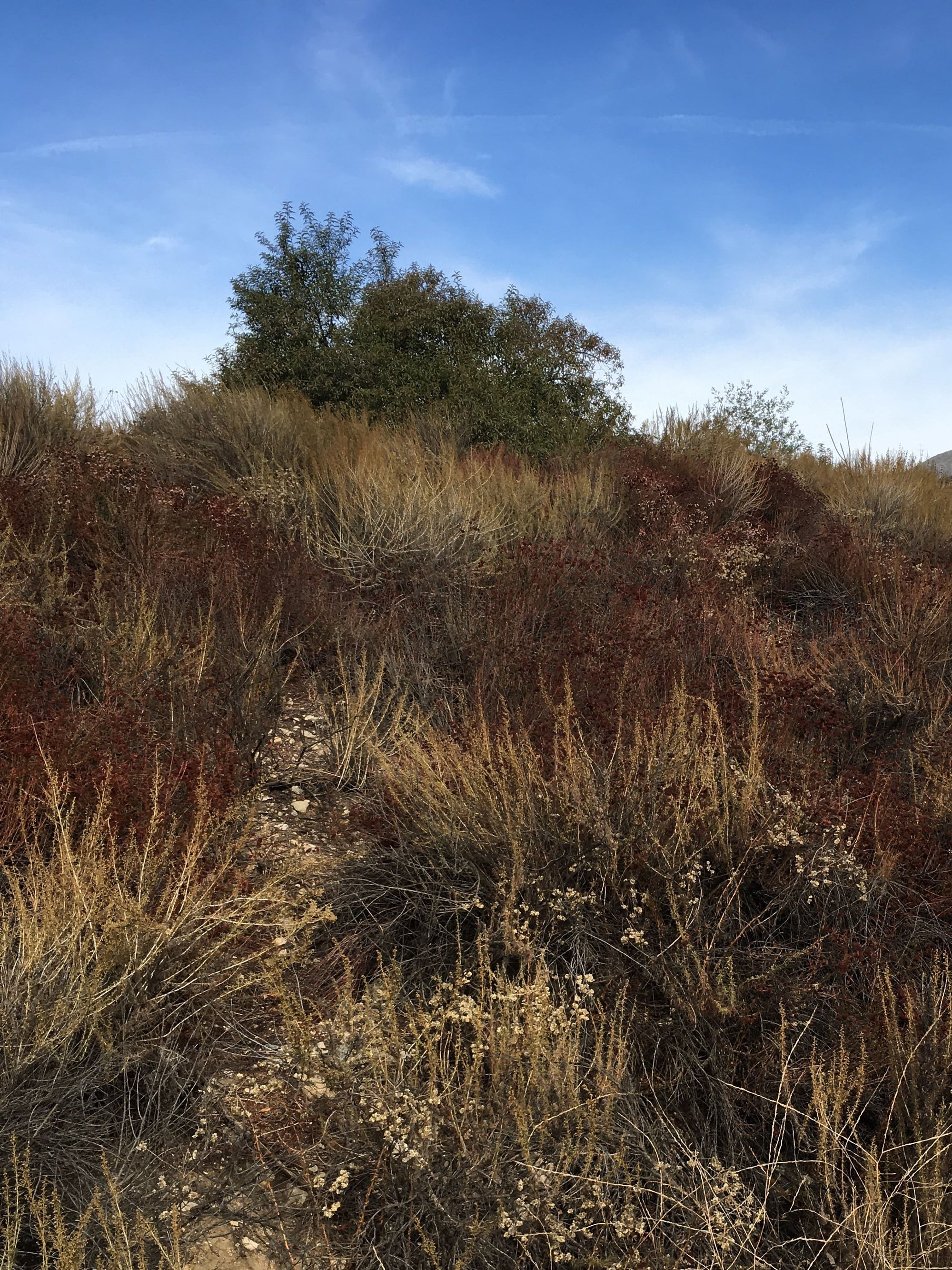 Artemisia californica, California Sagebrush with Buckwheat in Los Angeles by Plant Material