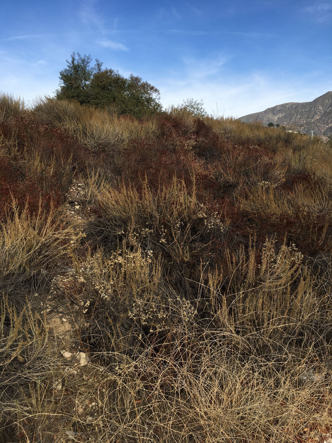 Artemisia californica, California Sagebrush with Buckwheat in Los Angeles by Plant Material