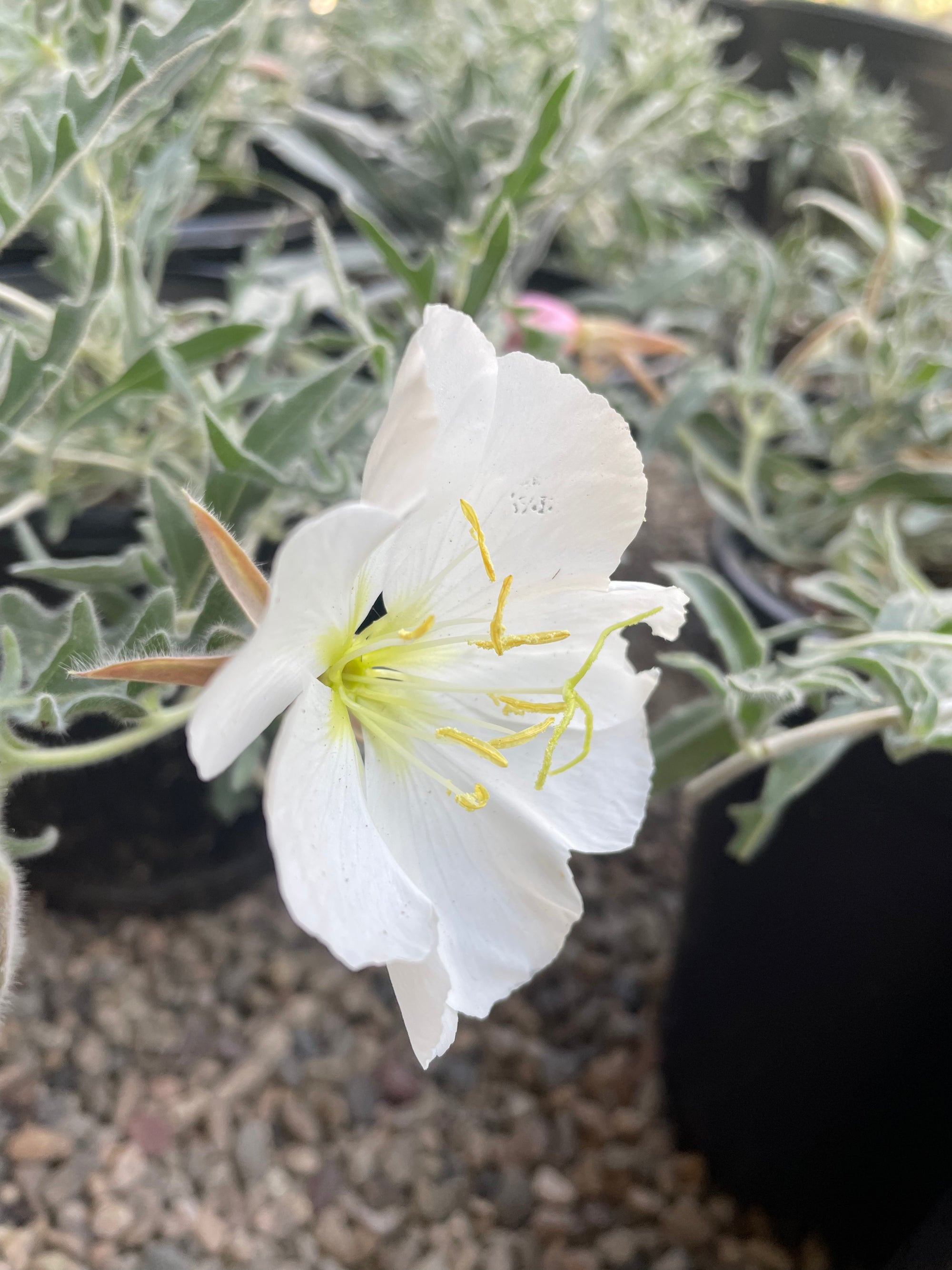 Oenothera californica, California Primrose flower