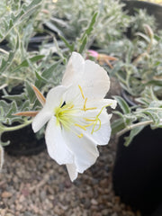 Oenothera californica, California Primrose flower