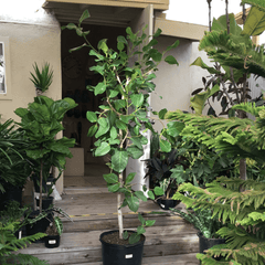Ficus Audrey