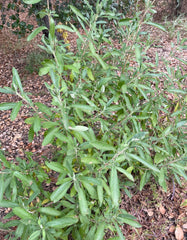 plant material shot