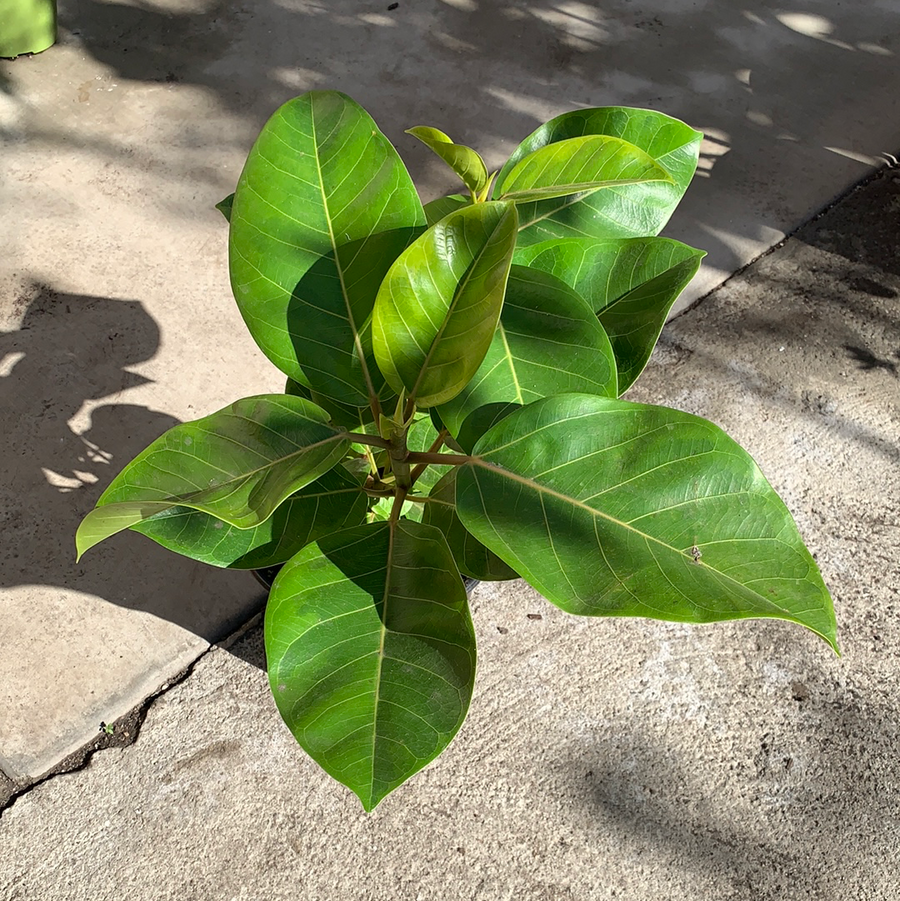 Ficus altissima