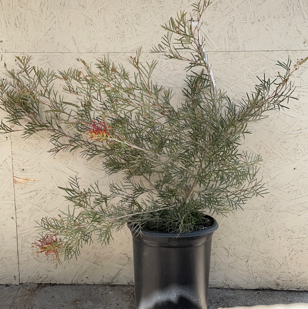 Grevillea Spirit of Anzac 5 Gallon