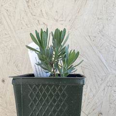 Organic Provence English Lavender  - Please call shop for availability