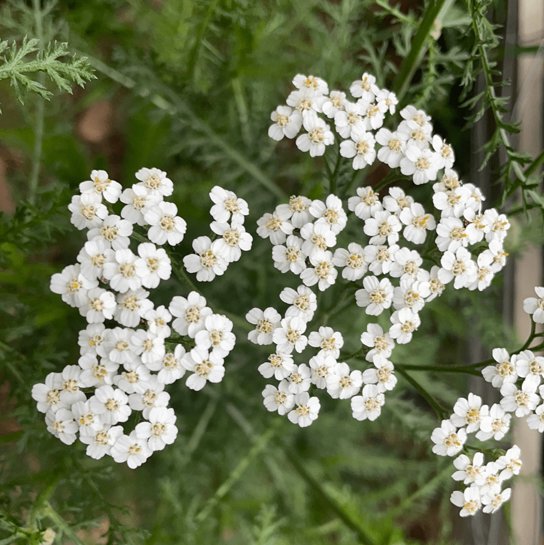 Achillea millefolium, Common yarrow White Flowers by Plant Material
