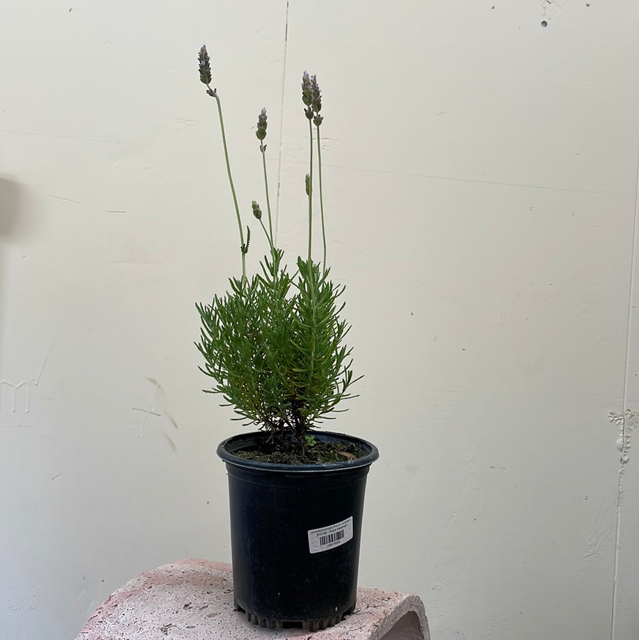 lavender office plant Lavandula dentata (French Lavender) – Plant Material