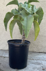 Kalanchoe beharensis 'Blue Slick'