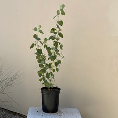 Malacothamnus fremontii (Fremont’s Bush Mallow)