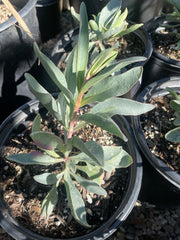 Penstemon centranthifolius, Scarlet Bugler