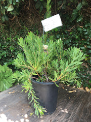 Leucadendron 'Wilson's Wonder'
