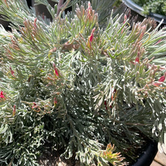 Adenanthos x cunninghamii, Albany Woolly Bush