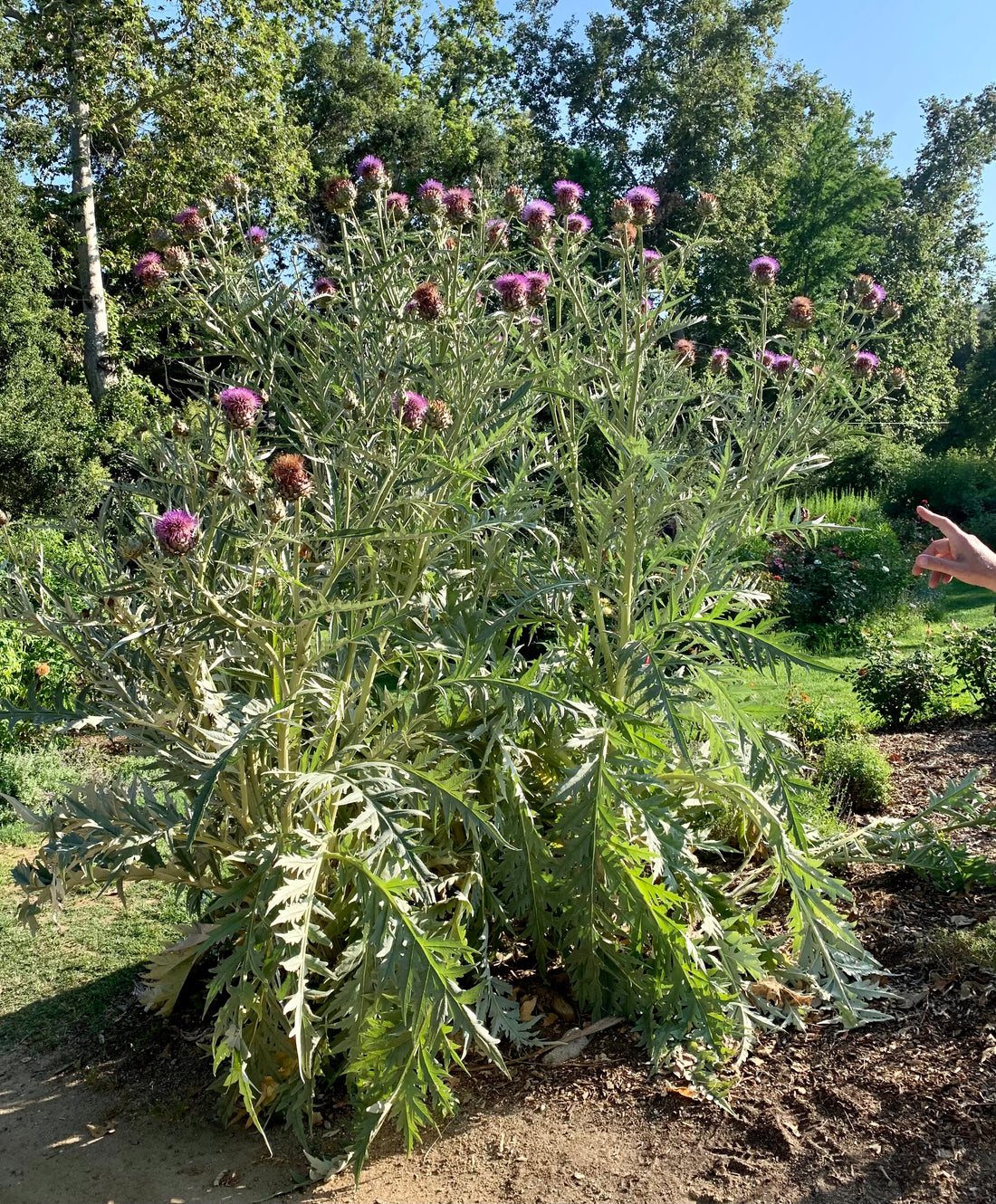 artichoke looking succulent Cynara scolymus artichoke – Plant Material