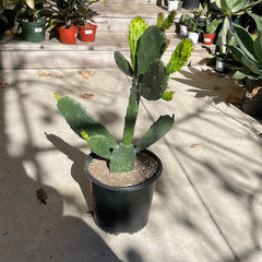 Opuntia Green Form
