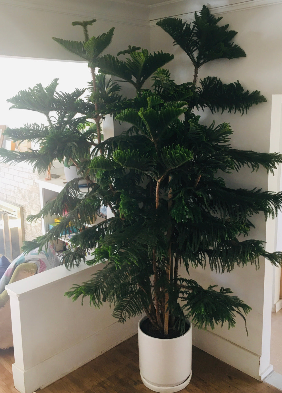 araucaria plant indoor Araucaria heterophylla (Norfolk island pine)