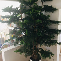 Araucaria heterophylla (Norfolk island pine)