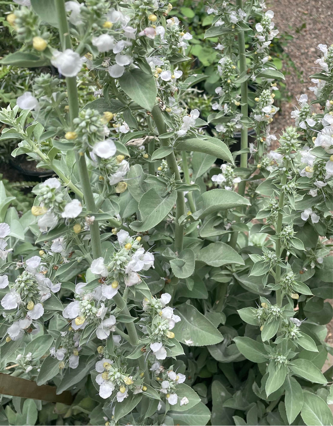 Salvia apiana, white sage foliage and white flowers