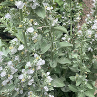 Salvia apiana, white sage foliage and white flowers
