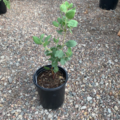 Arctostaphylos manzanita 'Dr. Hurd'