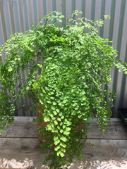 Adiantum raddiantum (delta maidenhair fern)