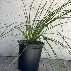 Lomandra 'Breeze', Lomandra 'Breeze' - Dwarf Mat Rush