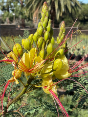 plant material shot