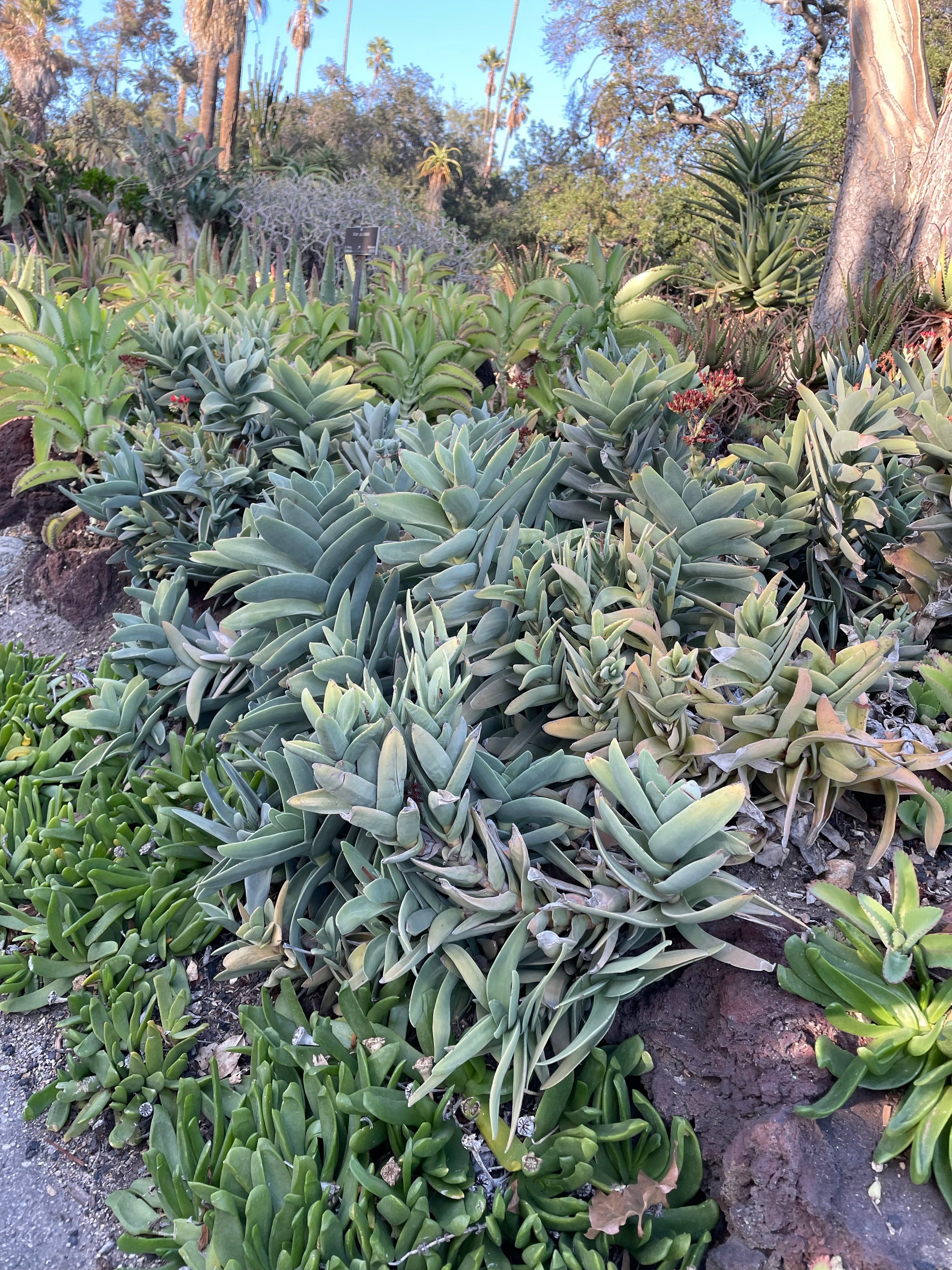 plant material shot