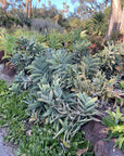 plant material shot