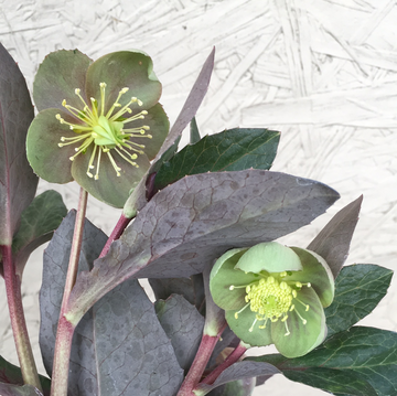 Helleborus livi. Pink Marble (Pink Marble Hellebore)