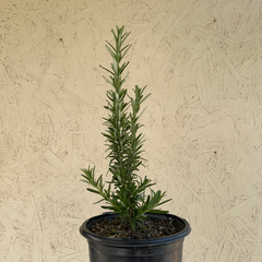Rosmarinus officinalis 'Blue Spires' (rosemary)