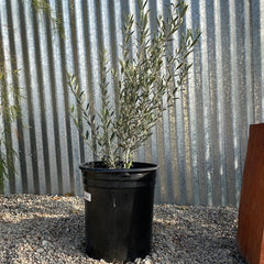 Olea europea 'Skylark Dwarf'