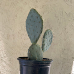 Opuntia x vaseyi