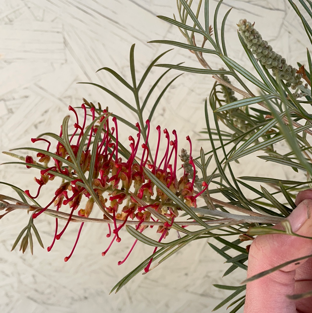 Grevillea Spirit of Anzac Flower