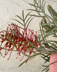 Grevillea Spirit of Anzac Flower