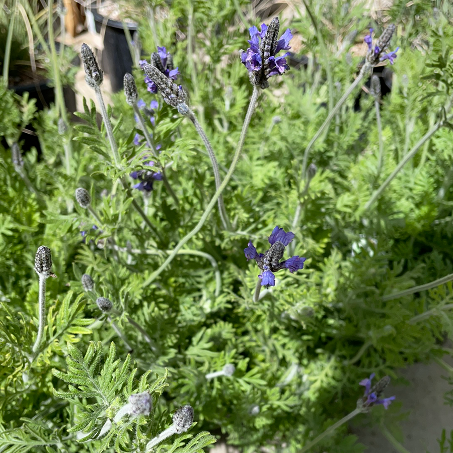 portuguese lavender plant Lavandula multifida – Plant Material
