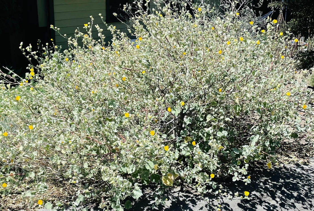 Abutilon palmeri (Indian Mallow) in Nature by Plant Material