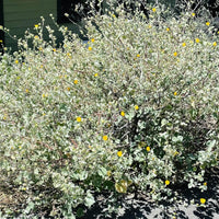 Abutilon palmeri (Indian Mallow) in Nature by Plant Material